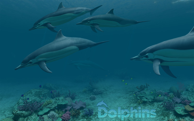 dolphins